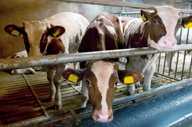 Appetite for destruction: You don't have to be a vegetarian to see that our eating meat is killing the planet - Salon.com