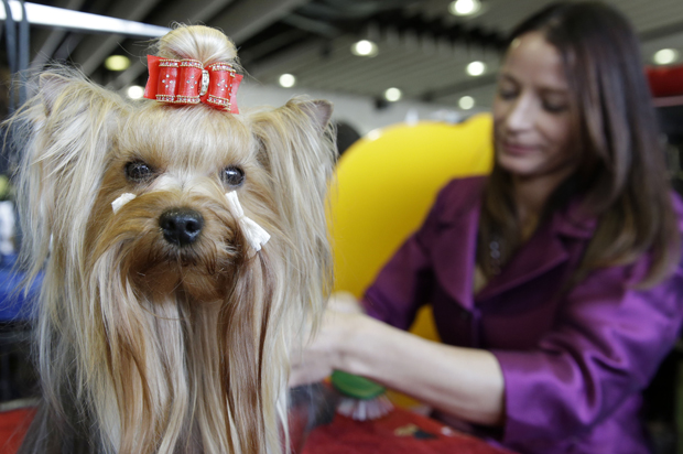 The big money behind best in show: How the Westminster Dog Show's four-legged TV celebrities fuel the high-dollar puppy business - Salon.com