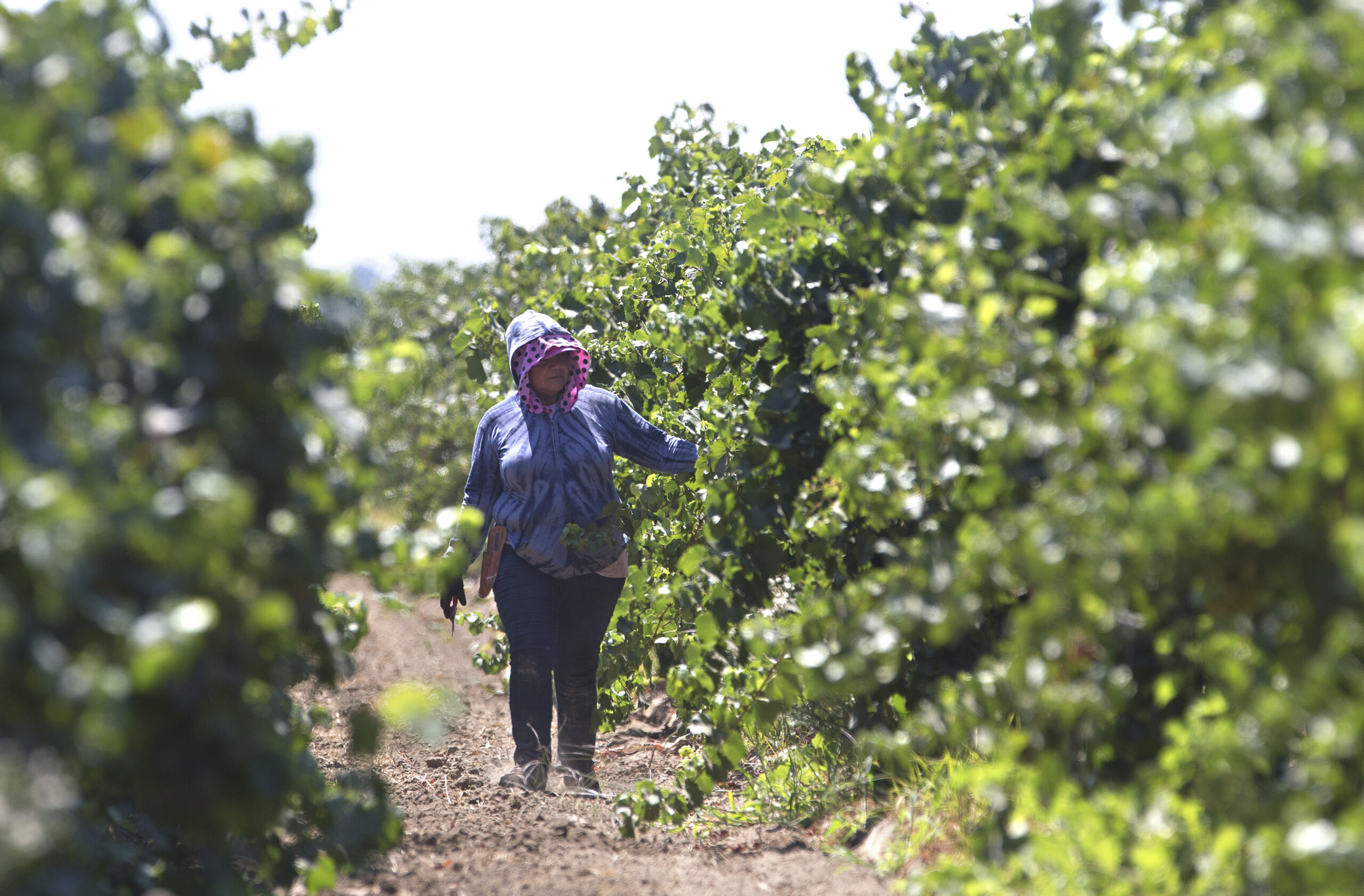 Historic state fair exhibit recognizes farmworkers - Salon.com