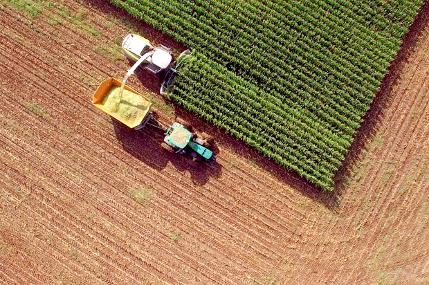 What if several of the world’s biggest food crops failed at the same time? - Salon.com