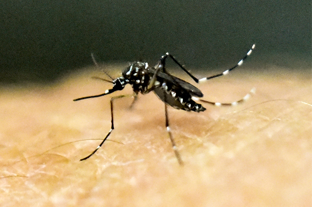 Mosquitos are moving to higher elevations — and so is malaria - Salon.com
