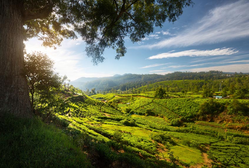 Going off the grid to cure burnout: A month in Sri Lanka with a cot and 17 books - Salon.com