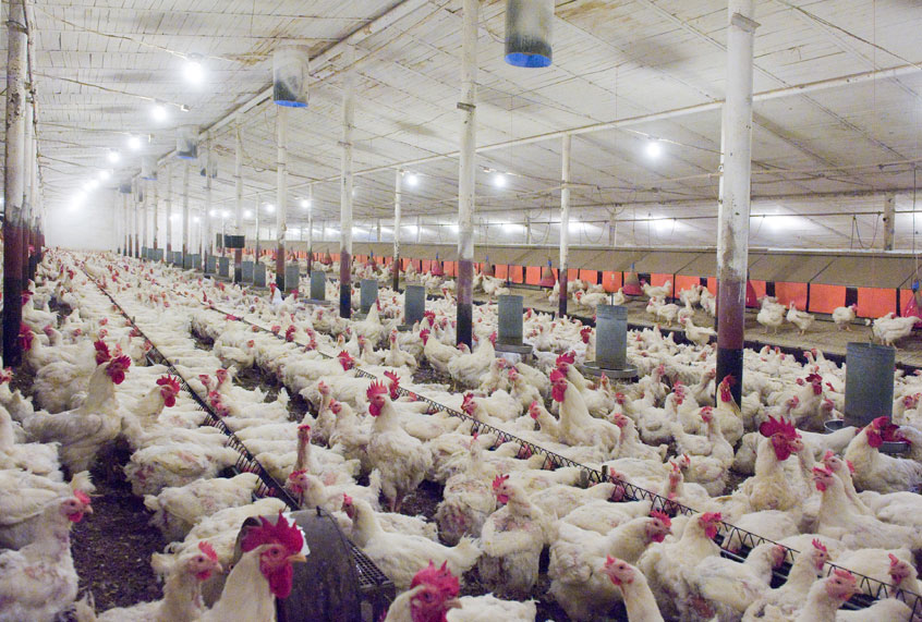 I studied factory farms for years. Visiting one was far worse than I imagined - Salon.com