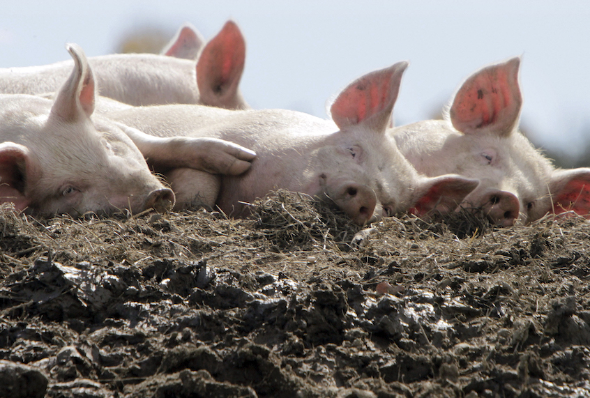 Probiotics, not antibiotics, might be the future of livestock farming - Salon.com