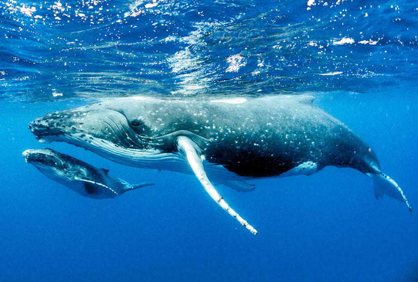 Whales face new and emerging threats - Salon.com