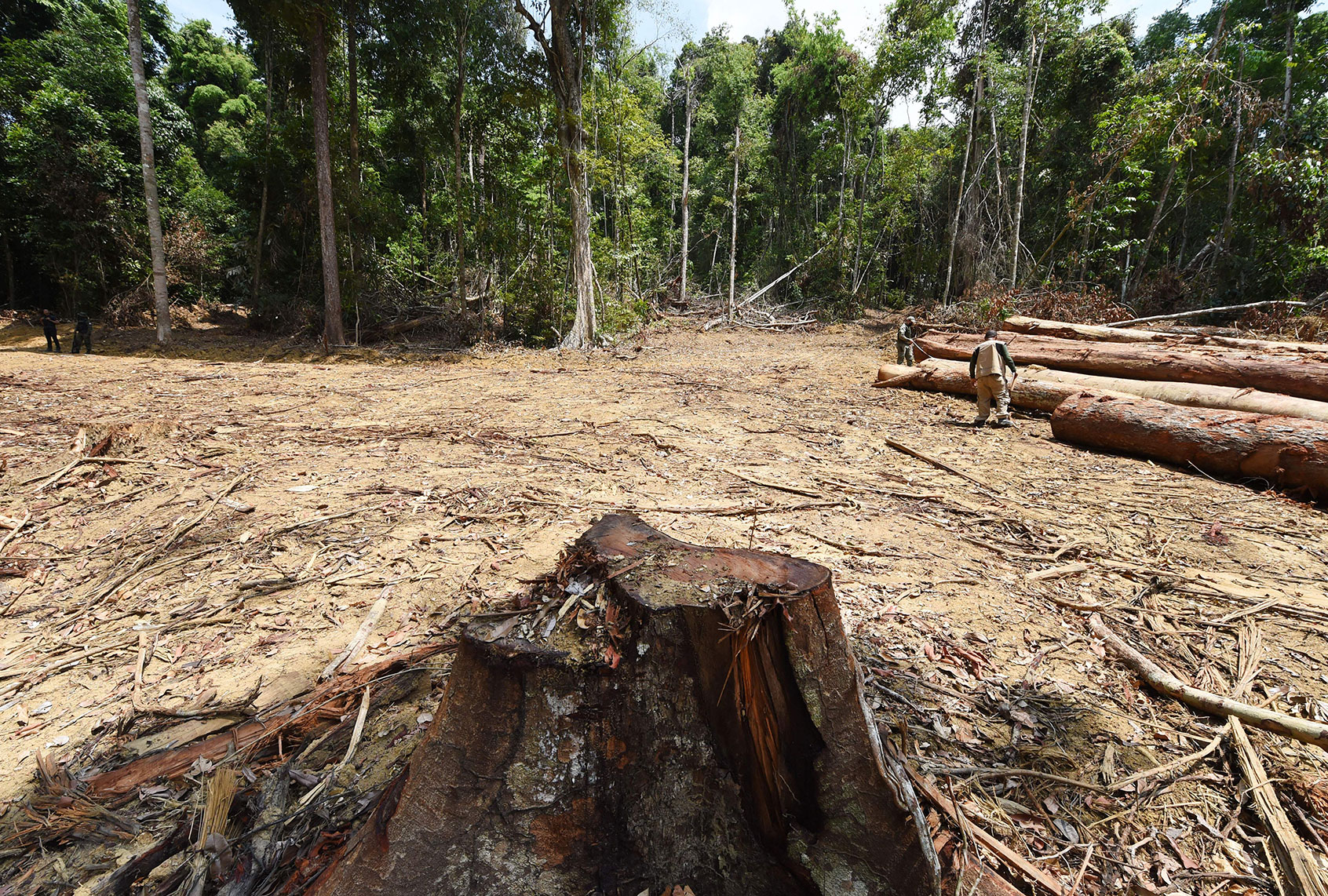 The Amazon Rainforest is approaching a "tipping point" beyond which it would become barren - Salon.com