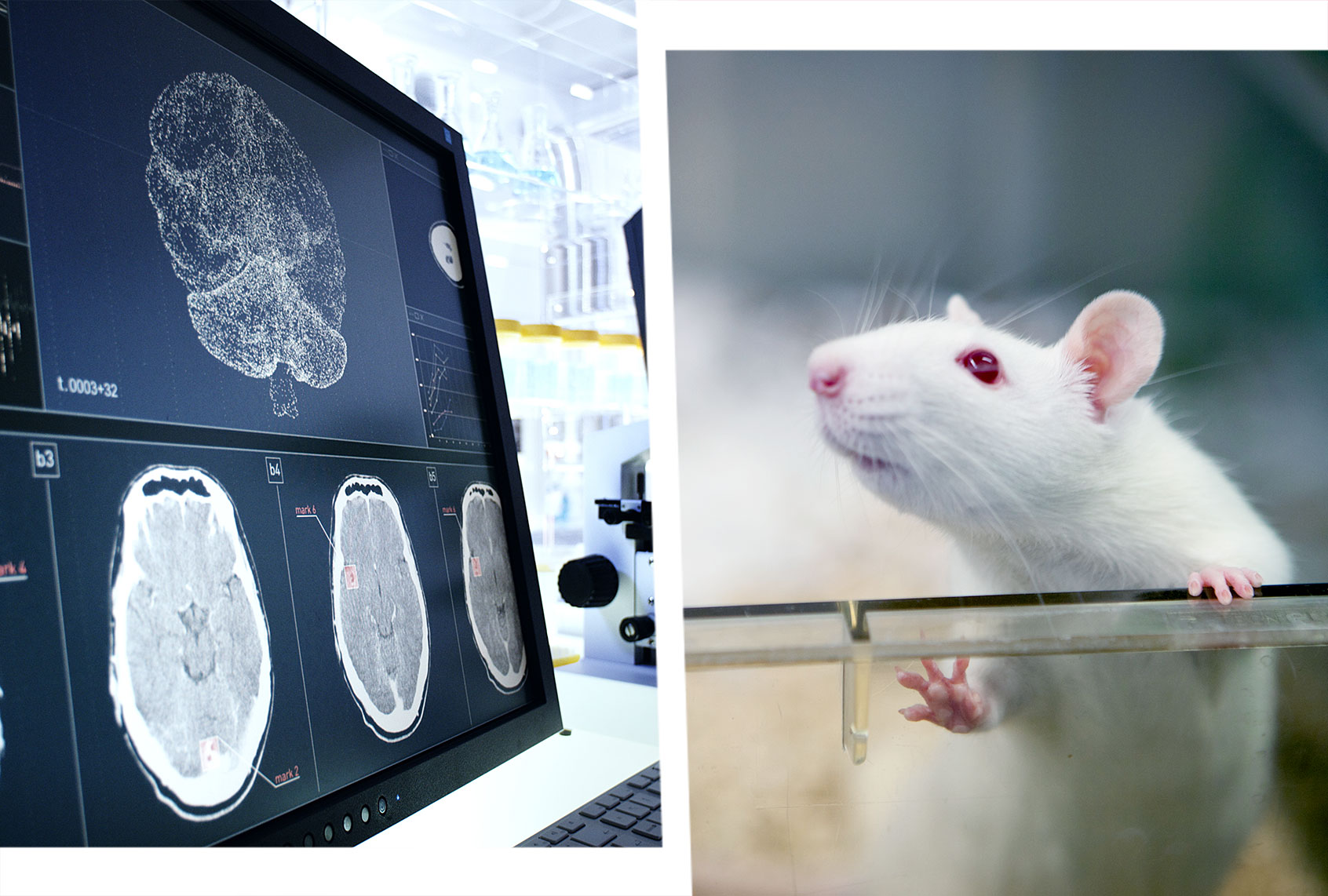 A rat's world map could hold the key to curing diseases of the brain - Salon.com