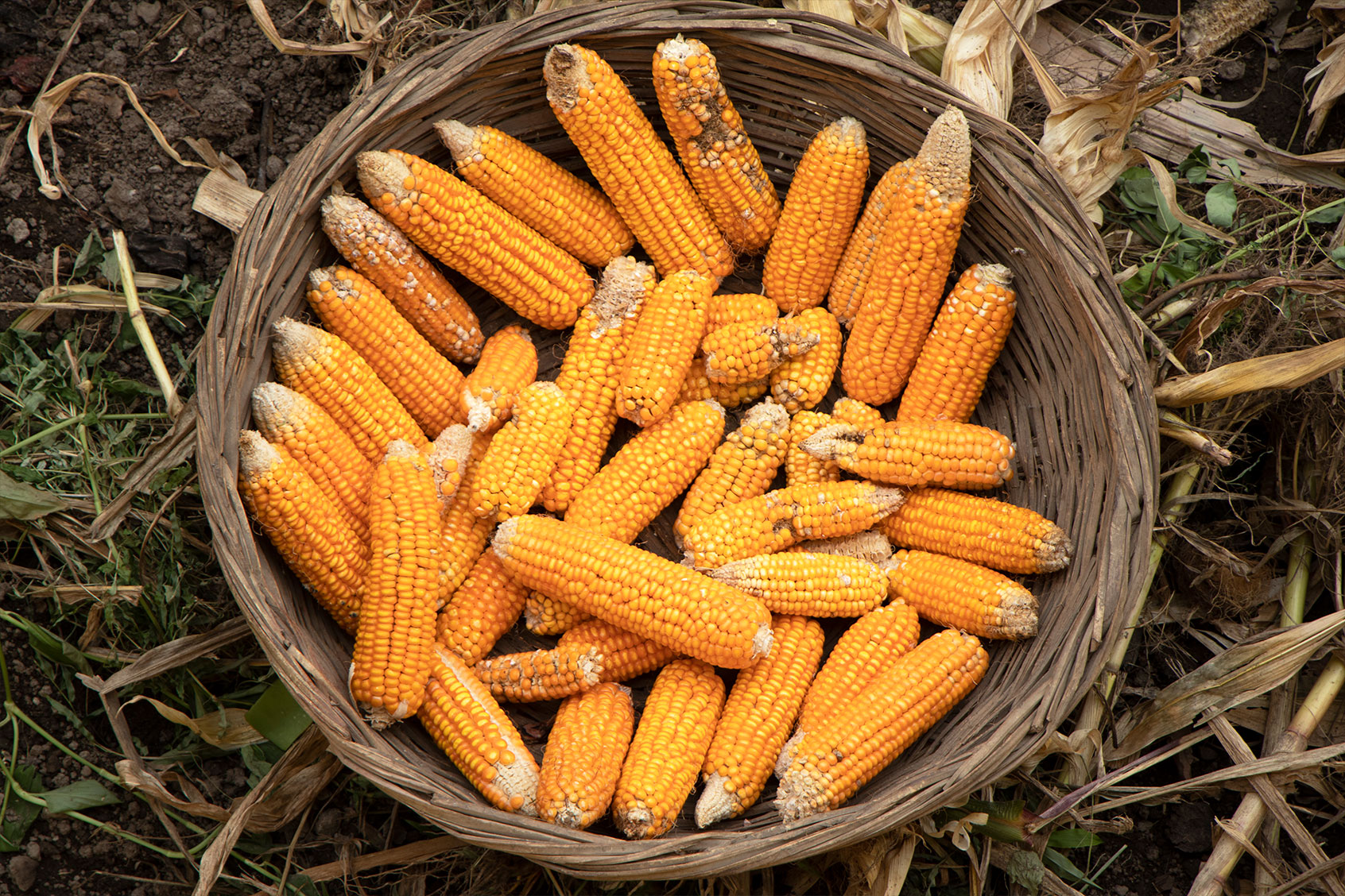 GMOs Archives - Salon.com