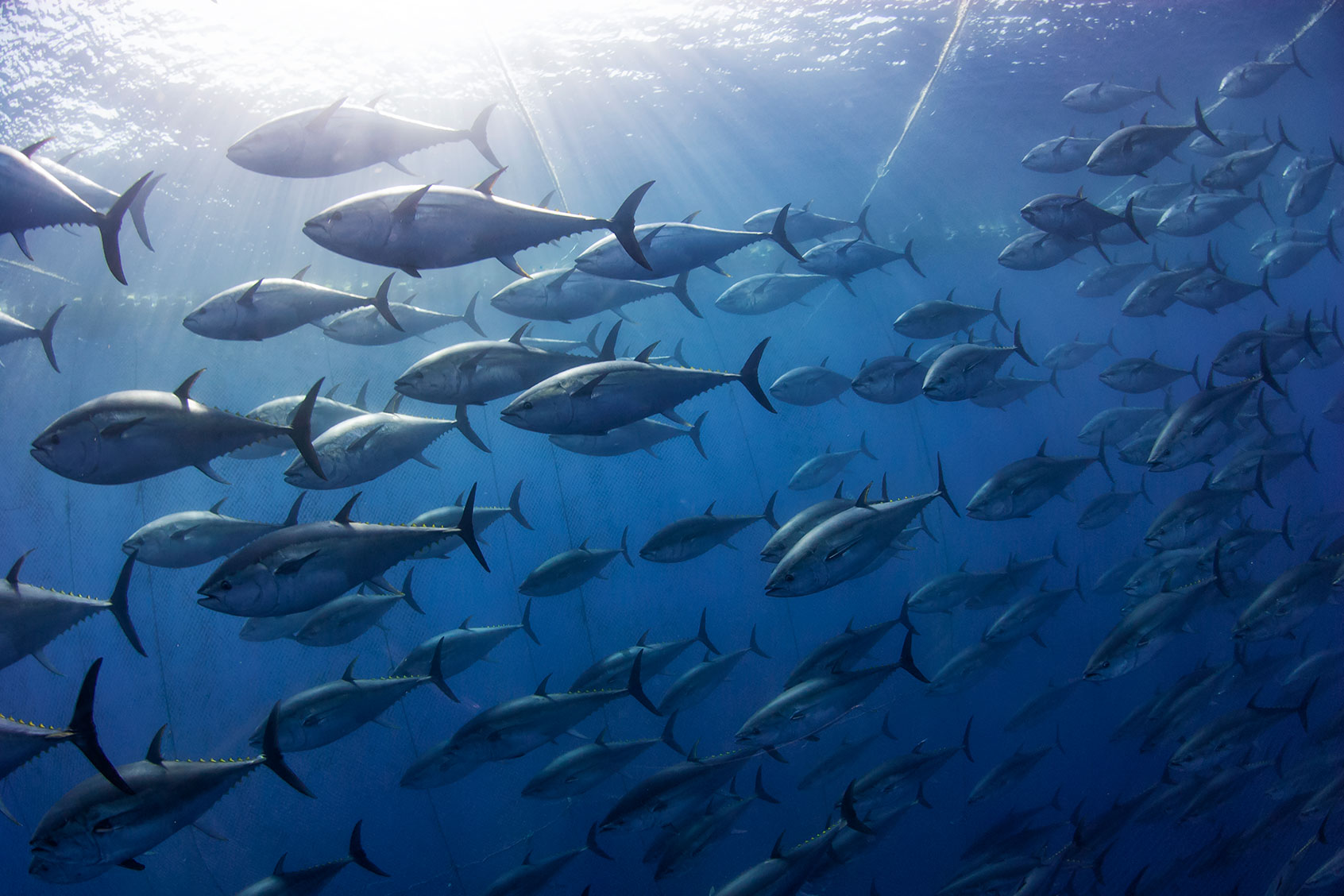 In bluefin tuna, fisheries science is never neat - Salon.com