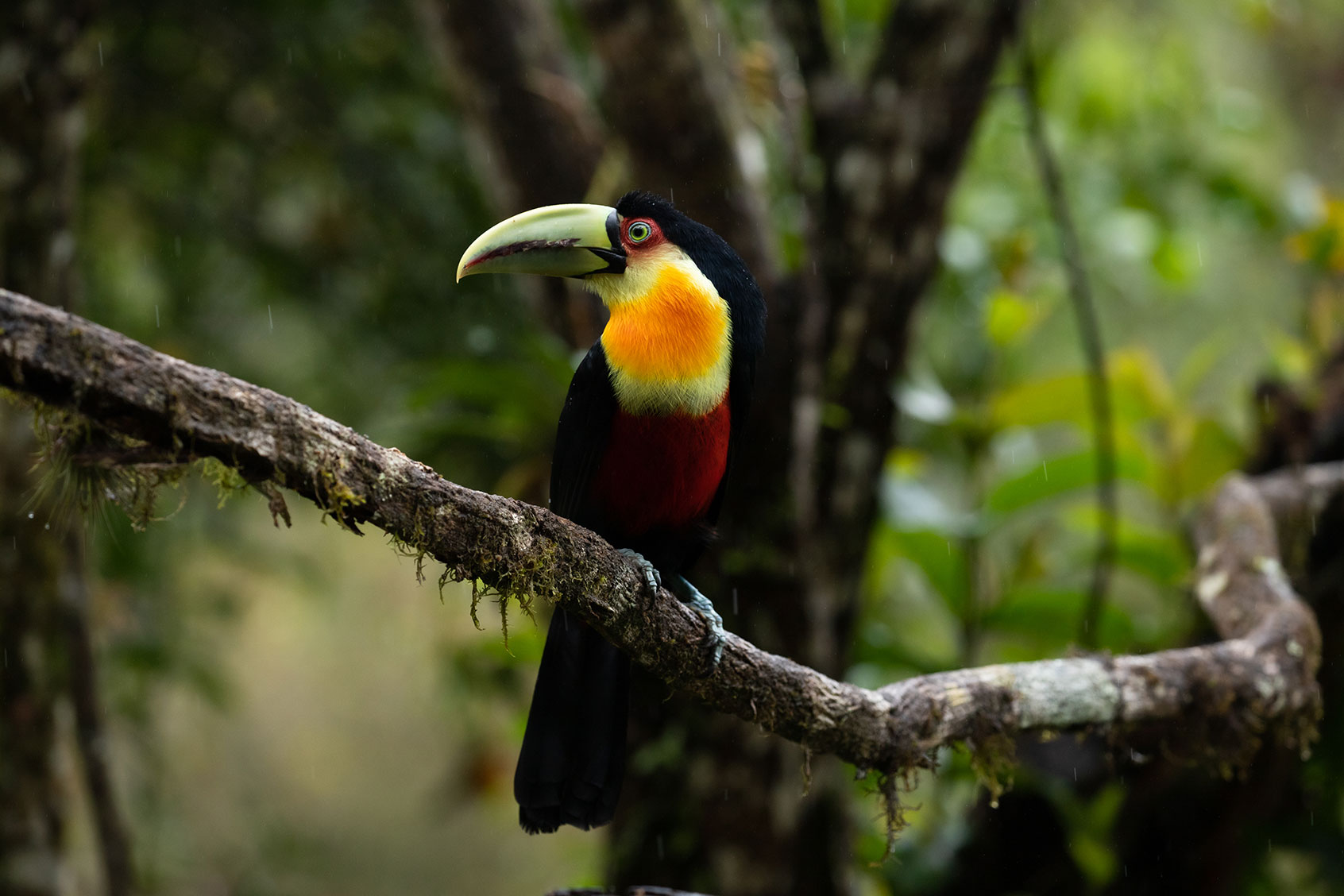 Brazil's struggling rainforests are so understudied, it's not clear how bad the damage is - Salon.com