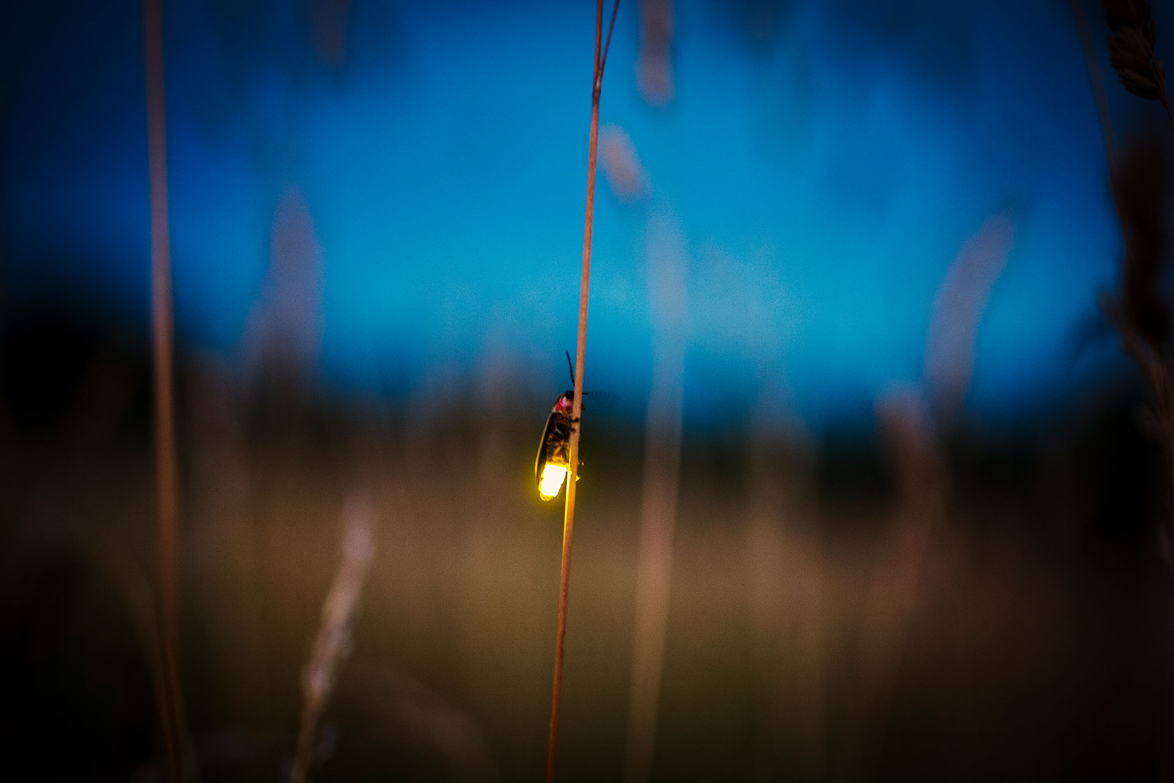 Fireflies are disappearing, but we may not know enough about these insects to save them - Salon.com