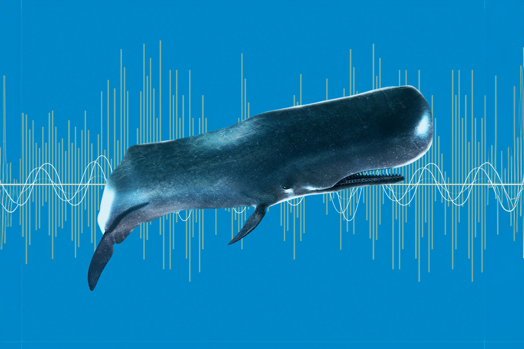 Cetacean conversation: AI could let us talk to whales. Experts question if that's a good idea - Salon.com