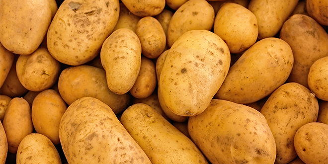 Wir brauchen die Kartoffelwende! - Salonkolumnisten
