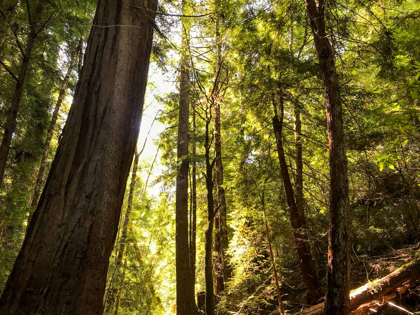 Acquisition Protects Andersonia West Property in Mendocino Redwoods | Save the Redwoods League