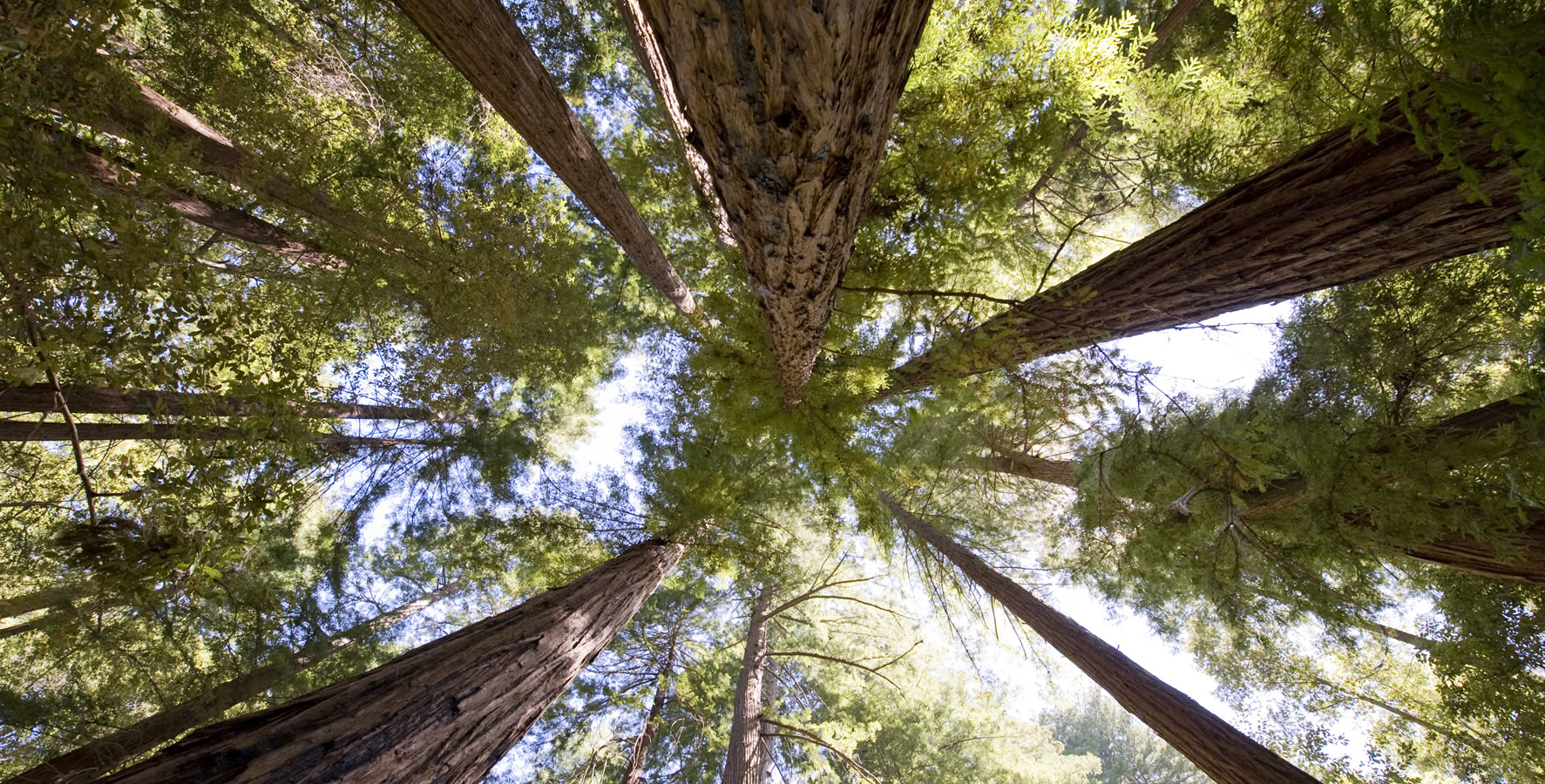 What We Do | Save the Redwoods League