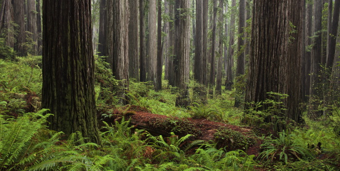 The Threats to the Redwoods | Save the Redwoods League