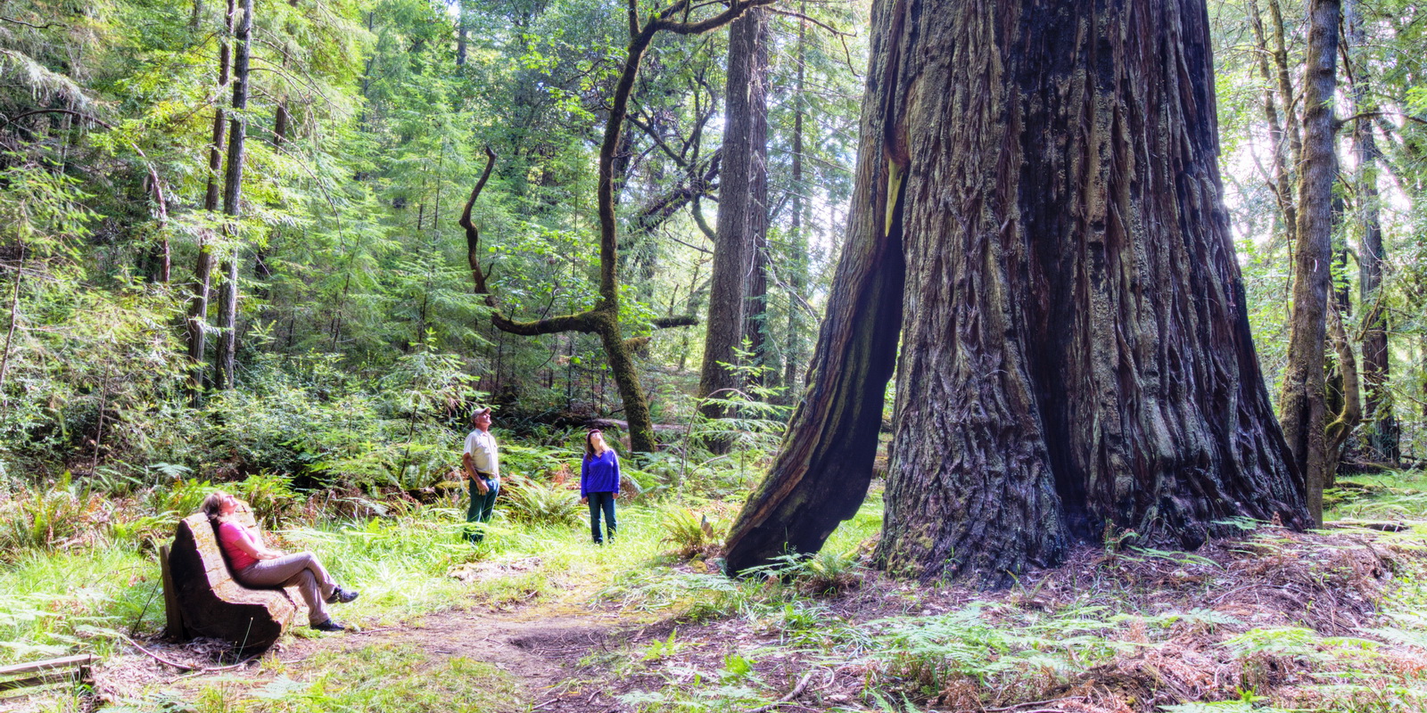 Acres Protected by the League | Save the Redwoods League