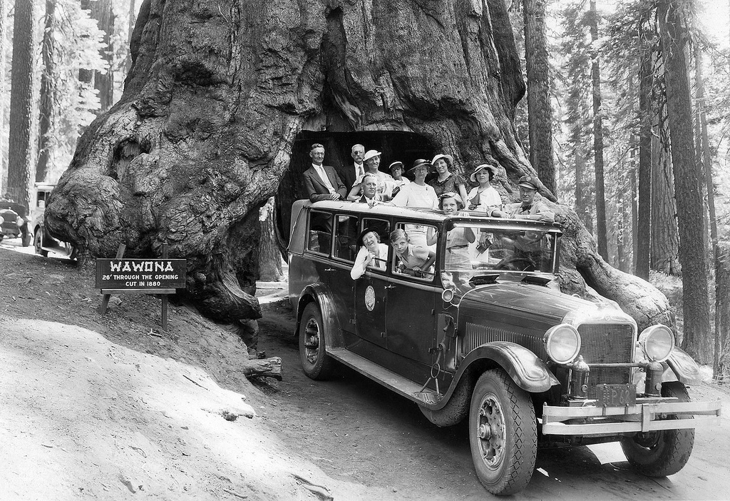 The strange history of the redwood tunnel trees | Save the Redwoods League