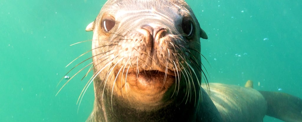 A Neurotoxin Is Causing Sea Lions to Bite People in California : ScienceAlert
