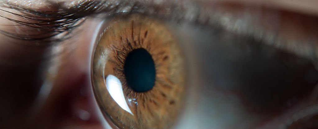 A Blind Woman Has Regained Sight Following a Controversial Stem Cell Treatment : ScienceAlert