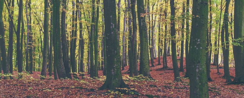 American Trees Have Started Migrating West, And No One Knows Why : ScienceAlert