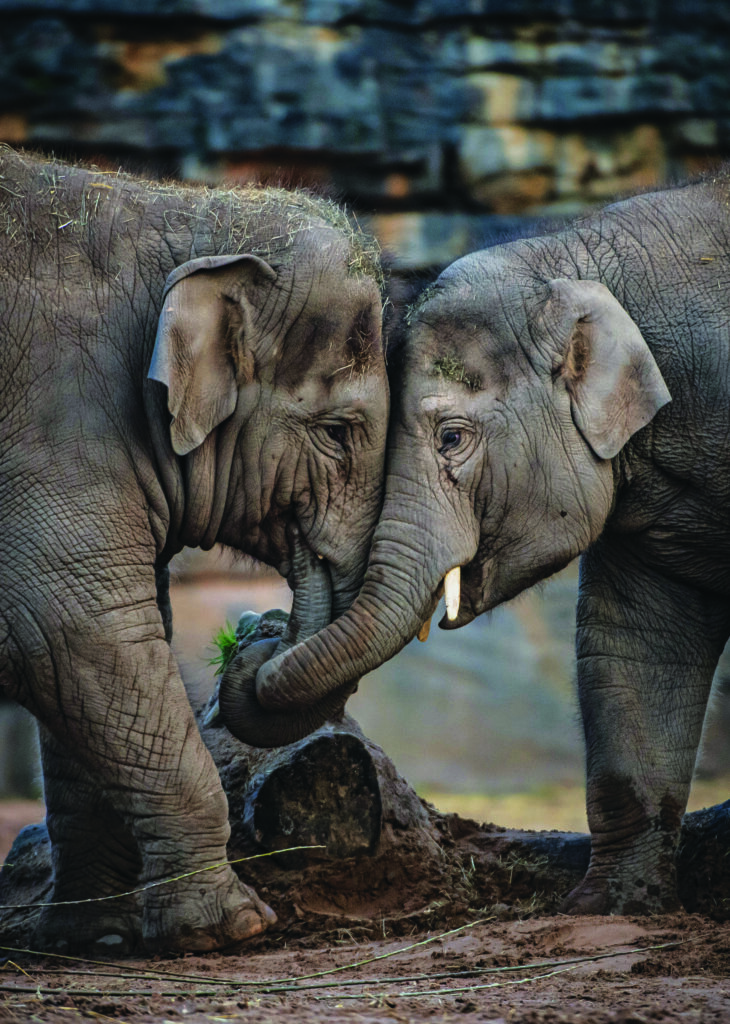 World’s First Elephant Vaccine Trial Offers Hope Against Deadly Virus Killing Calves