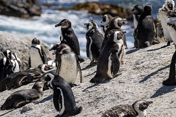 The Molting Mystery Killing Thousands of African Penguins Revealed