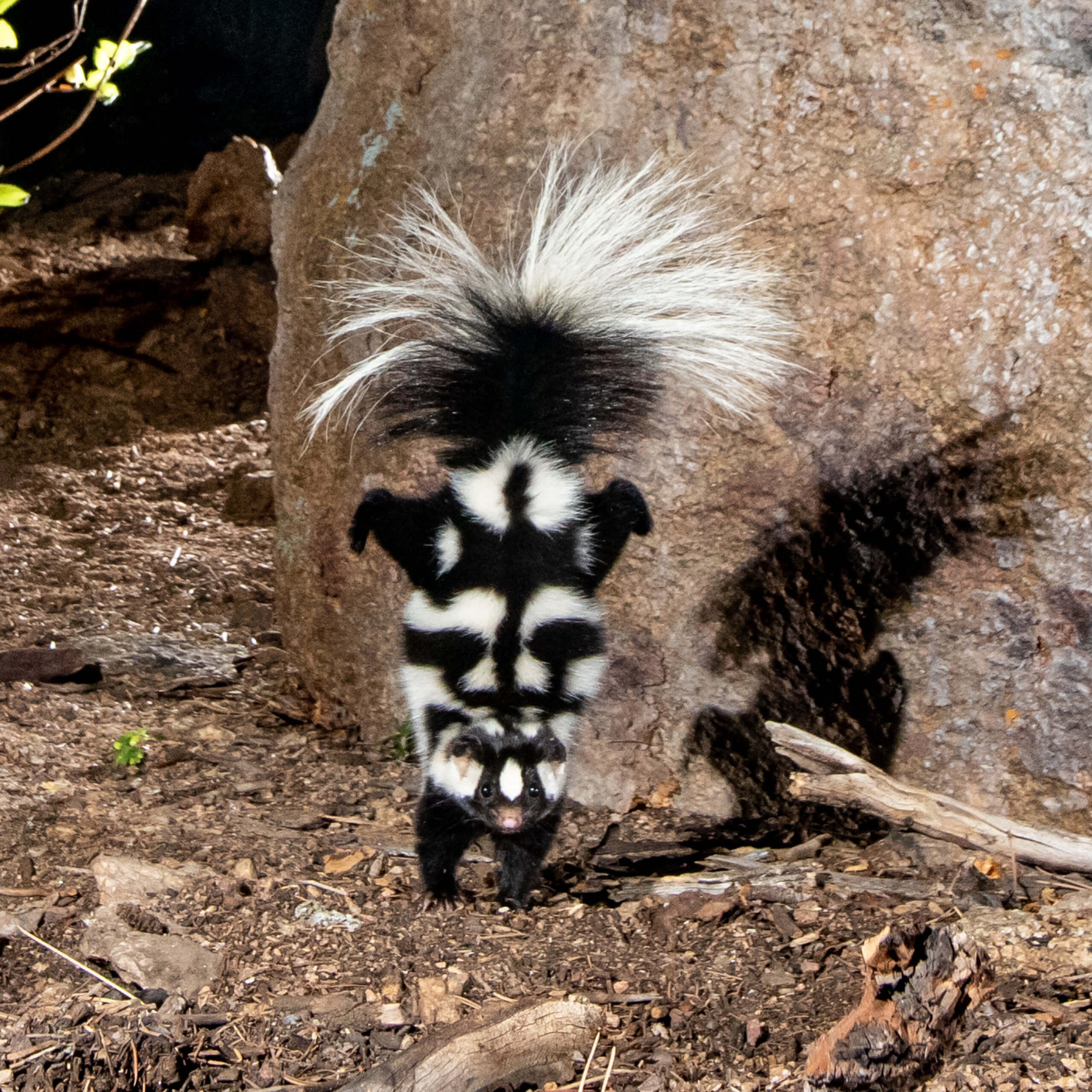 Does Skunk Smell Repel Skunks? - Science Update