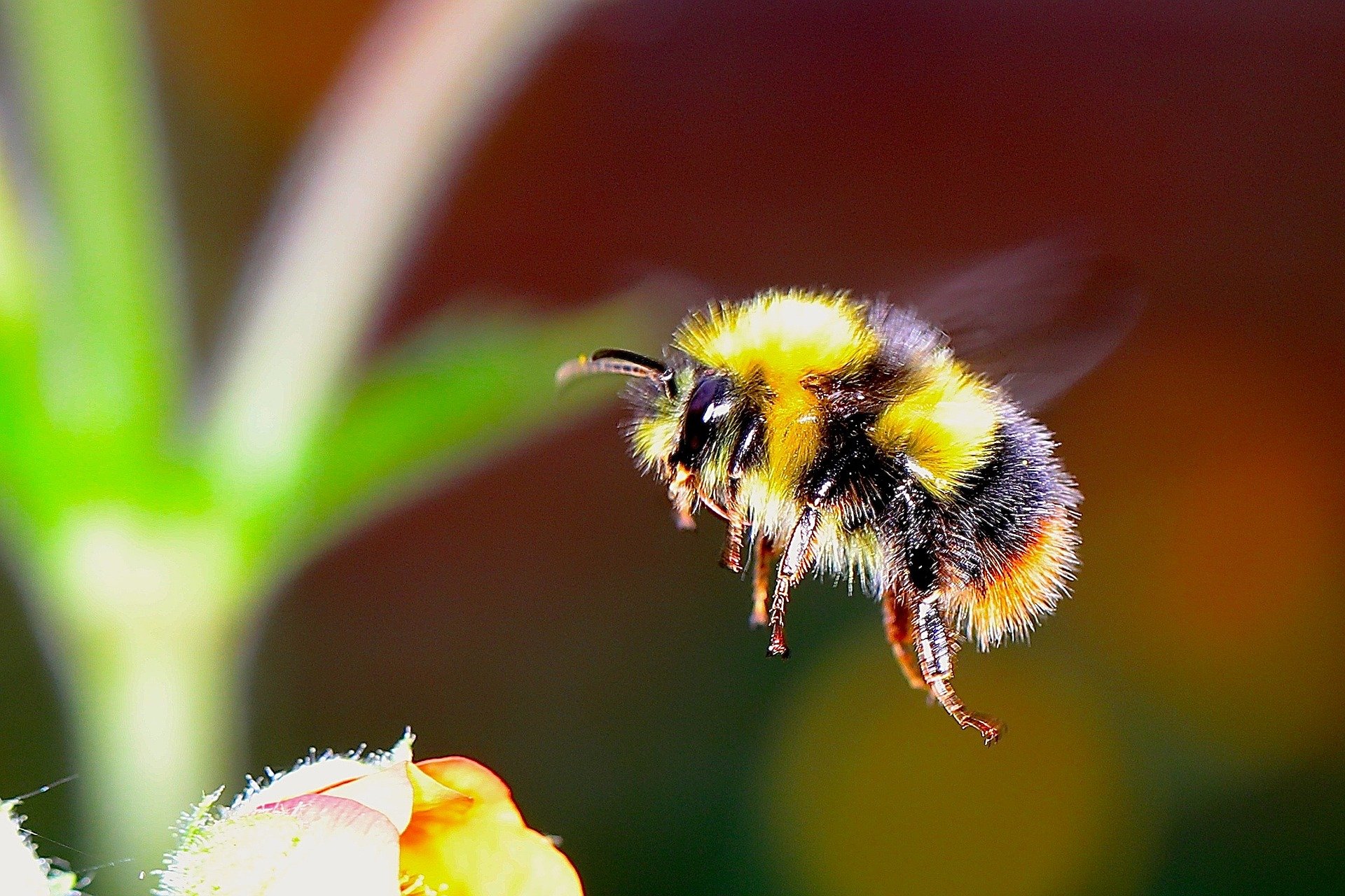 Eight Steps to Save Bugs - Science Update