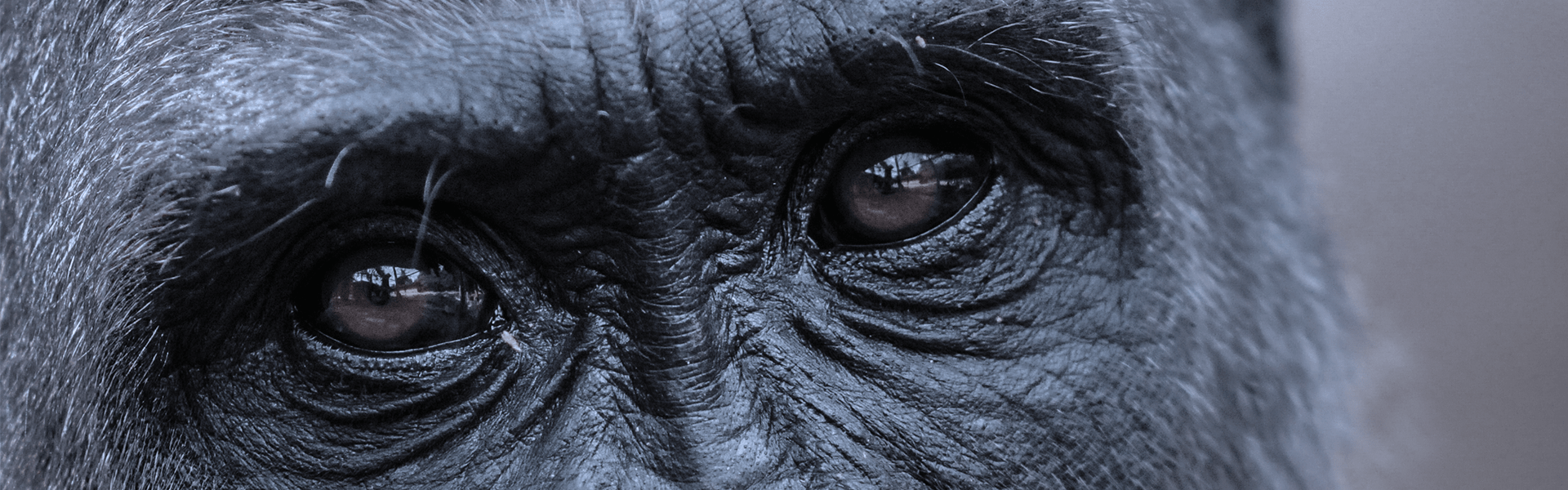 Sentience Institute | Why I Prioritize Moral Circle Expansion Over Reducing Extinction Risk Through Artificial Intelligence Alignment