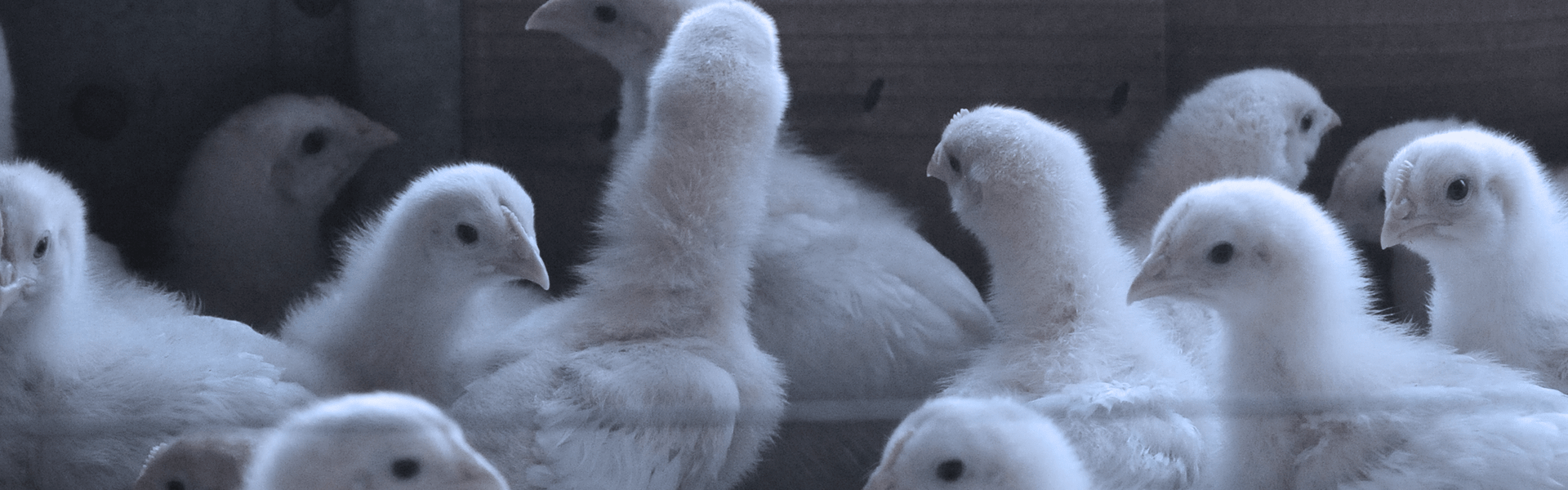 Sentience Institute | 99% of US farmed animals live on factory farms, study shows