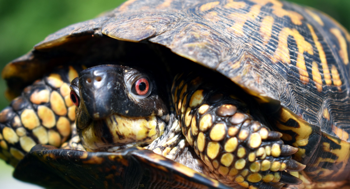 Eastern Box Turtles: a Declining Gem of Eastern Forests - Shaver’s Creek Environmental Center