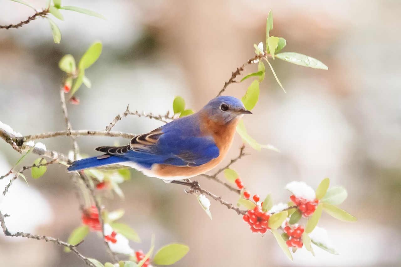 Raising Mealworms: Everything You Always Wanted to Know (and more) - Sialis.org: Info on Bluebirds & Other Small Cavity Nesters