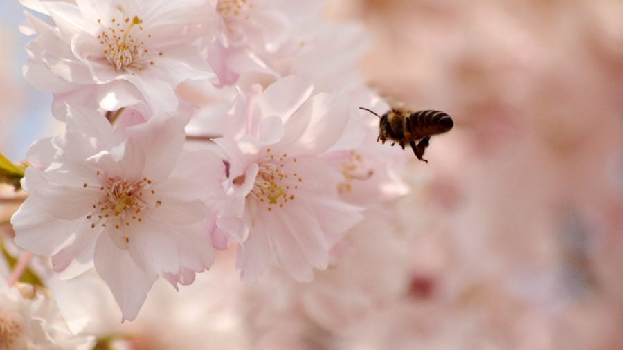 Oregon Legislature Considers Pesticide Reform Bills | Sightline Institute