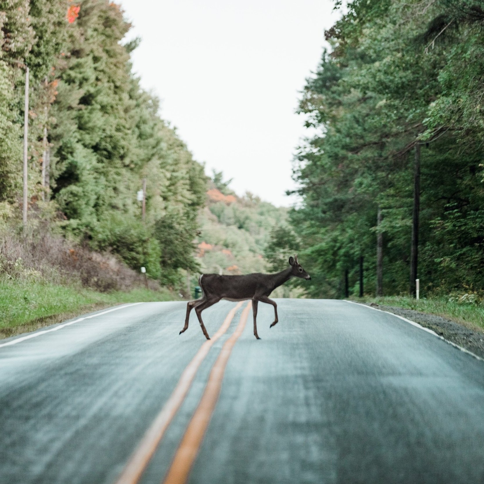 New Infrastructure Law is a Win for Drivers and Wildlife - SMERCONISH
