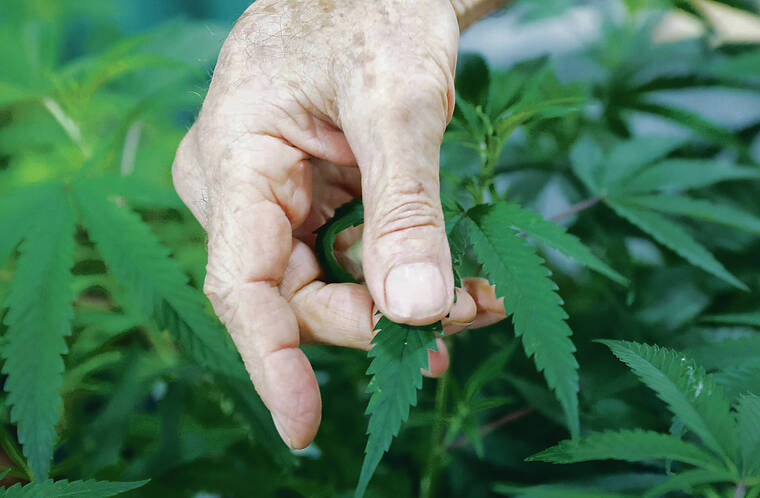 Bills aimed at legalizing recreational marijuana lack support | Honolulu Star-Advertiser