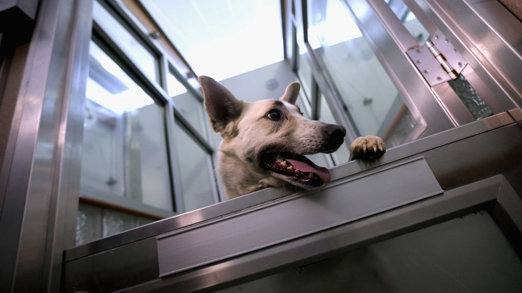 A rabid dog made it past border control. Again