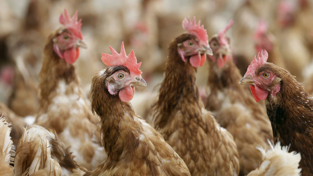 Winners and losers in the new dietary guidelines
