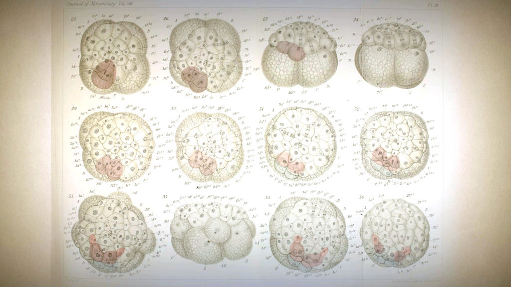 Drawing life at its start, cell by cell