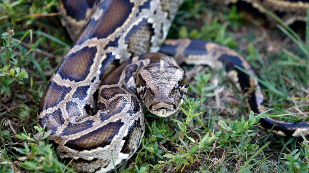 Snakebites are on the rise as snakes migrate with climate change | STAT