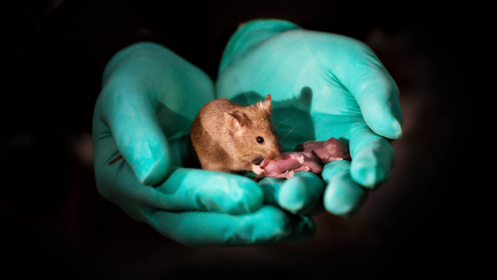 Creating egg and sperm cells from stem cells raises ethical issues | STAT