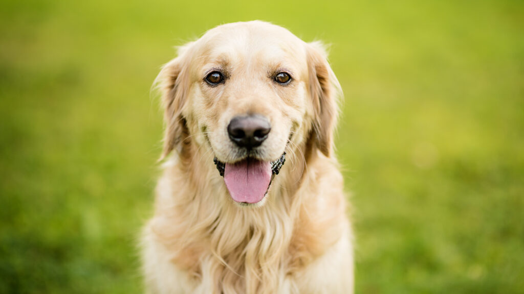 Canine MRIs sniff out how human preferences shaped dogs' hallmark traits