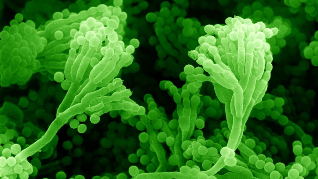 How Chinese dominance of antibiotic supplies could put the U.S. at risk
