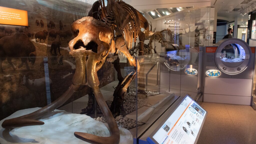 Colossal launches with $15 million to bring back woolly mammoths | STAT