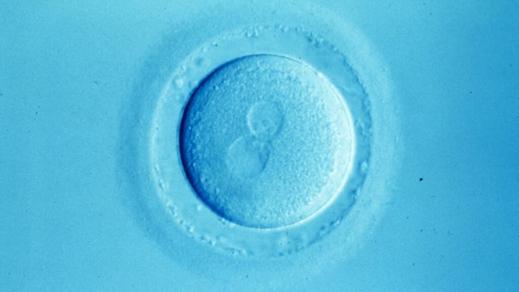 How overturning Roe could affect testing of embryos in IVF clinics | STAT