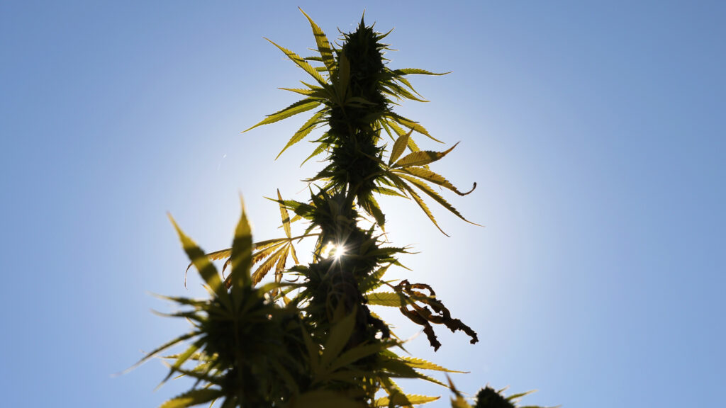 Cali sober: using cannabis when addicted to alcohol or opioids