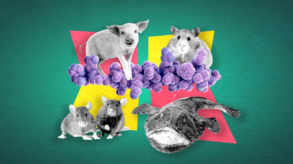 Who should win a Nobel for the science of the Ozempic revolution?