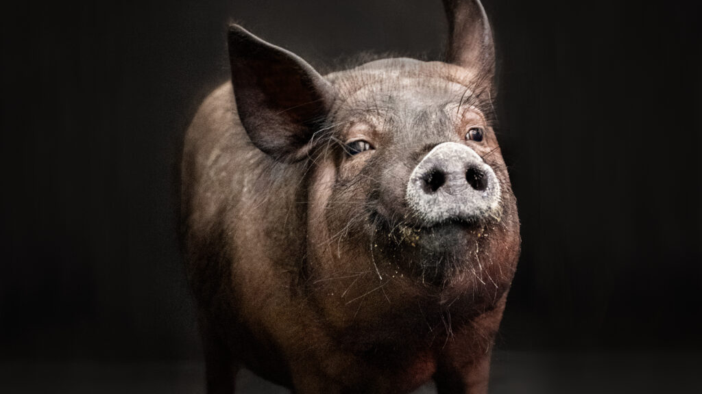 CRISPR-edited pig kidneys kept monkeys alive for two years