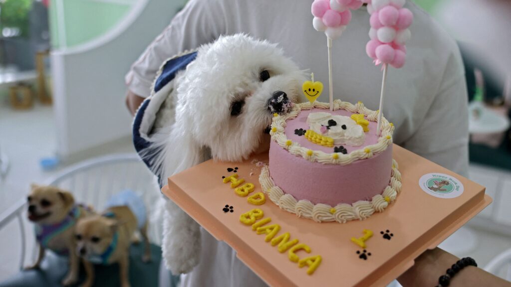 Dog Aging Project founders on what lies ahead after losing funding