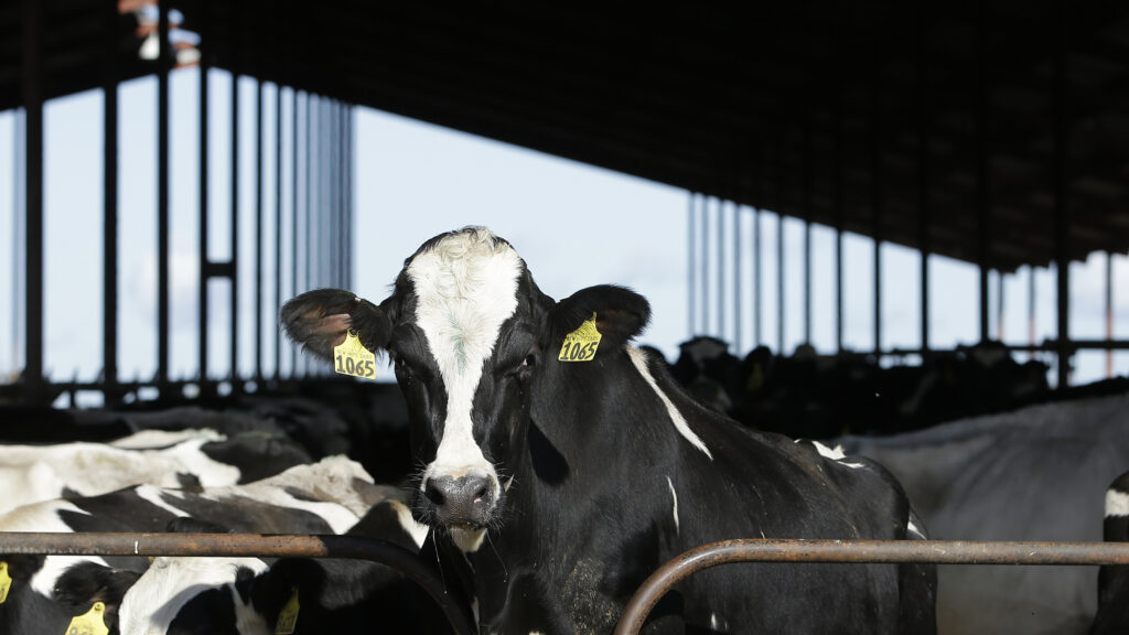 Washington kicks into gear on H5N1 | STAT